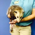 Virginia Opossum