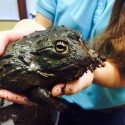 African Bullfrog