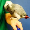 African Grey Parrot