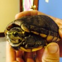 Striped Mud Turtle